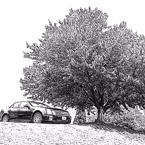car and tree