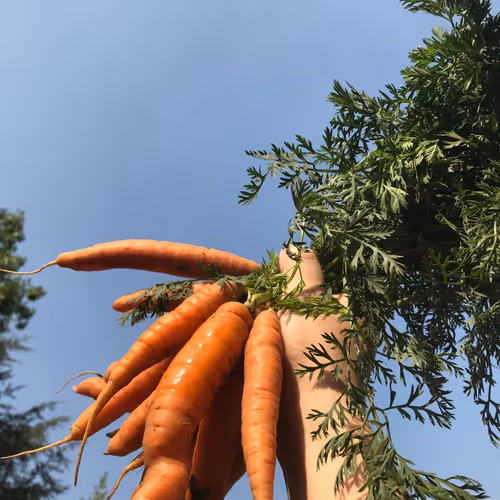 Carrot In The Sky - old
