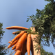 Carrot In The Sky - old