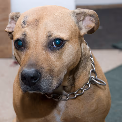 Casey the pitbull (Cancer Surviver)