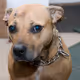 Casey the pitbull (Cancer Surviver)