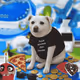 CASH DOG