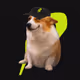 Cash Dogs