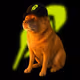 Cash_Doge