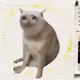 CASHCAT