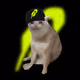 Cash Cats