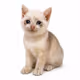 CashKitten