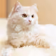 cat 2