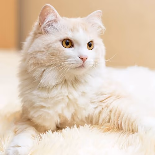 cat 4