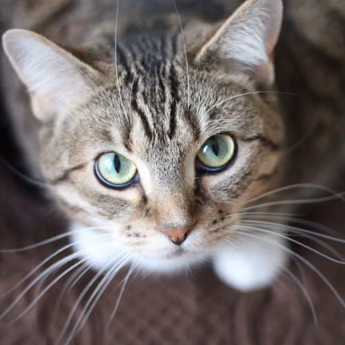 Cat 90