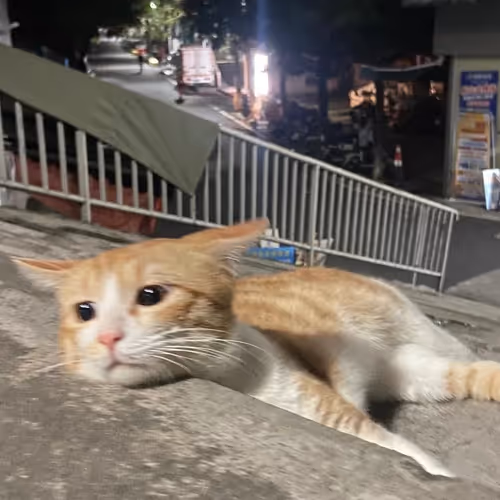 cat 