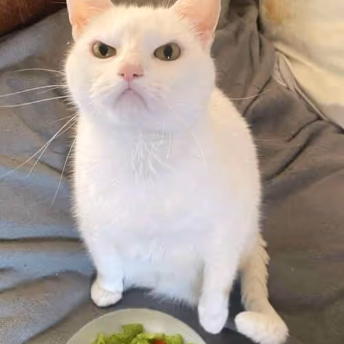cat angry