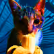 Cat Themed NFTs