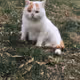 Wronged cat