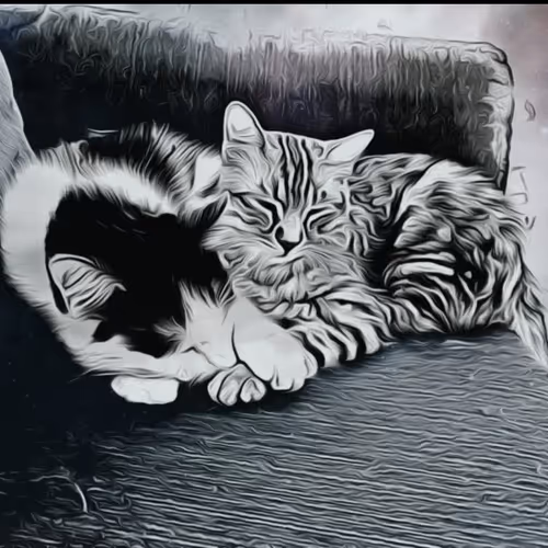 Cat  Brother