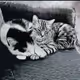 Cat  Brother