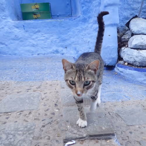 cat_chefchaouen