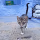 cat_chefchaouen