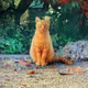 Cat Collection Card - old