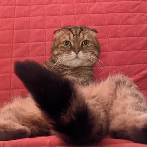 Cat collections Ants