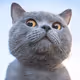 Cat GIFs