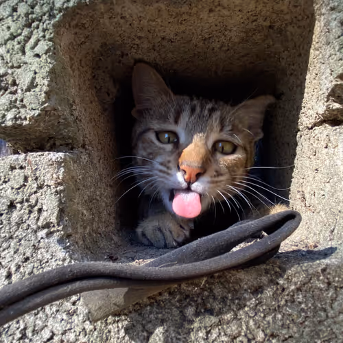 Cat in Pu-li