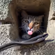 Cat in Pu-li