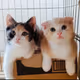 cat-mimimumu - old