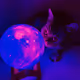 Cat and the Moon V3 - old