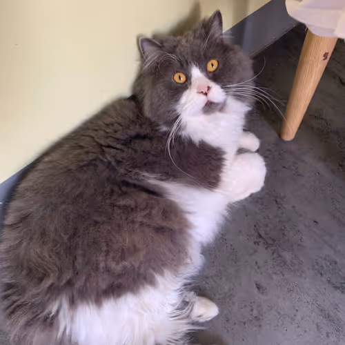 cat nanhai