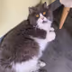 cat nanhai