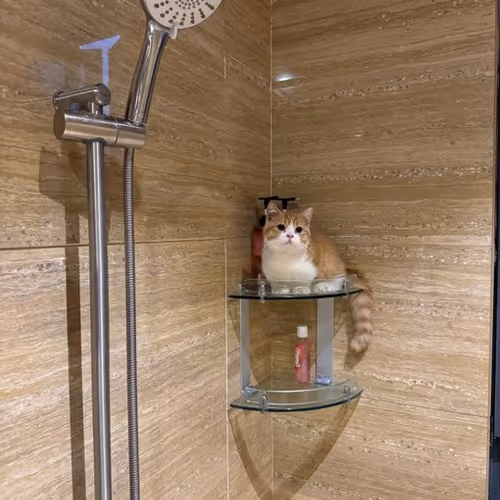 cat on showa