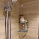 cat on showa