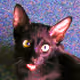 cat-owl-cat