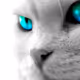 Cat Pets - old
