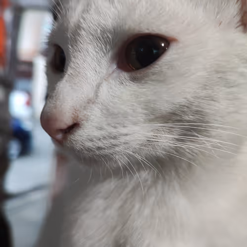 Cat/Pussy
