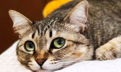cat - QbnfCn1ShU