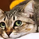 cat - QbnfCn1ShU