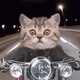 Cat's Driving