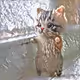 CAT-Tales