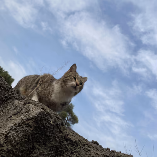Cat thinking