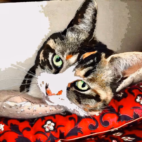 Cat Trading Card - old