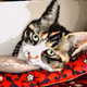 Cat Trading Card - old