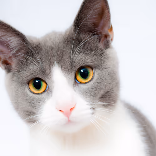 CAT With Tie