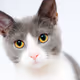 CAT With Tie