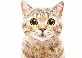 CAT9999