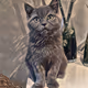 Catartcollection