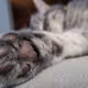 Catarthic