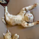 Cat Attack World