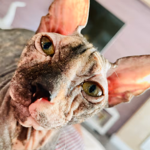 CATCoin-